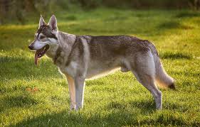 They are a cross between a pug & a beagle. 13 Dogs That Look Like Wolves Wolf Content Explained