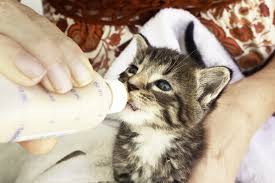 bottle feeding a kitten