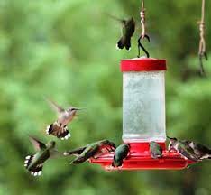 hummingbird feeders glass feeders