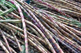 Sugarcane cultivation Business 