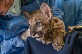 Whether it's your first time driving in florida or your first time driving, know that in order to arrive alive, you have to start safe! A Mysterious Neurological Disease Is Afflicting Endangered Florida Panthers A Disease Known As Feline Leukomyelopathy Has Likely Stricken 37 Panthers And Bobcats Leading To Concerns About The Impact On Florida S State Animal