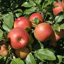 We also offer fruiting size trees that generally have at least a ¾ to 1 inch caliper, branched. Honeycrisp Apple Trees Stark Bros