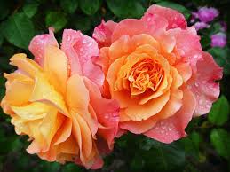 We did not find results for: Want The Best Rose Fertilizer 5 Of The Best That Work