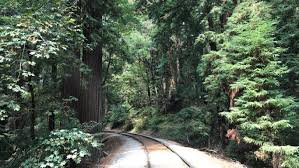 There are several trails leading off from the campground; Henry Cowell Redwoods State Park Experience Old Growth Redwoods New City Adventures