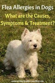 flea allergies in dogs symptoms