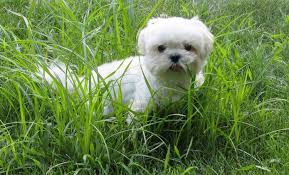 teacup maltese facts size breed info