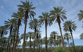 oasis date gardens palm springs day