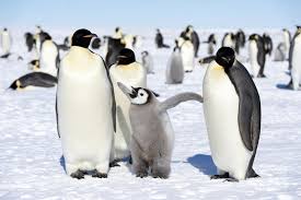 Emperor penguins are the ultimate giants of the penguin world. 14 Cuddly Cuties You Ll Want To Hug And Never Let Go Penguins Emperor Penguin Animals