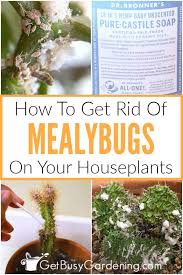 mealybugs on your houseplants