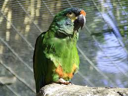 macaw parrot as pet in india