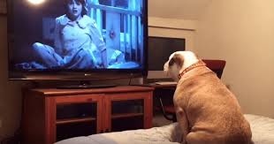 the conjuring loving dog shows that