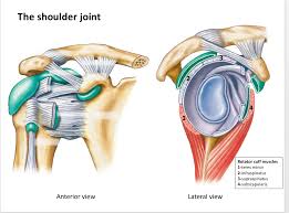 'diagram of normal bursae surrounding the shoulder joint' by zameer hirji. Anatomy The Shoulder Joint Diagram Quizlet