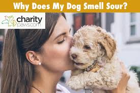 why does my dog smell sour 7 reasons