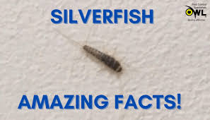 silverfish facts 6 amazing things you