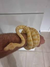 albino darwin carpet python hatchling