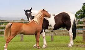 Hur pratar hästar med varandra?