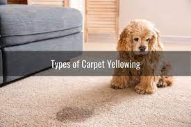 carpet turning yellow after cleaning