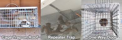 squirrel trapping tips and techniques