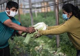 Cooperativas proponen sumar más pymes a la producción de alimentos | CHACO  DÍA POR DÍA