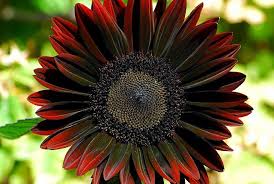 We did not find results for: Detail Of A Black Sunflower Red Sunflowers Beautiful Flowers Sunflower Seedlings