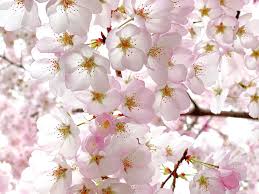 Cherry Blossoms in Bloom ...