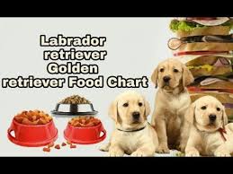 Labrador Retriever Golden Retriever Food Chart In Telugu