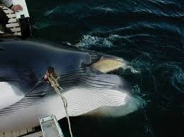 norway s whaling catch hits four year high