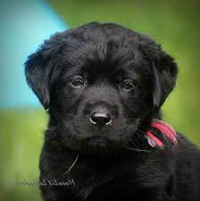 These sweet, loyal dogs are the ideal family pet! Black Labrador Retriever Puppies For Sale Near Me Petsidi