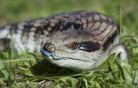blue tongued skink as a pet