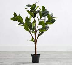 Nestled inside a traditional round plastic pot, it's the tall stems and lush green leaves that stand out. Faux Potted Rubber Tree Pottery Barn