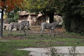 As a zebra grazes, it uses its sharper front teeth to bite the grass, and then uses its duller. Detroit Zoo Grevy S Zebra Habitat Summer Fall 2016 Zoochat