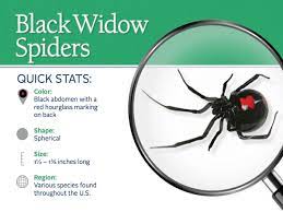 The web itself is an amazing structure, serving as a home for the spider, a defense against predators, an effective trap for prey and a means of communication. Black Widow Spiders Facts Extermination Information