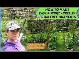 Tree Branches For Your Garden