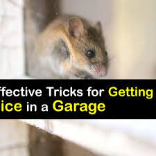quick tips for killing mice in the garage