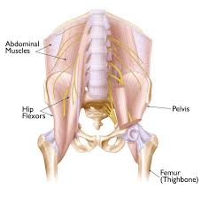 The medial muscles of the hip are involved in the adduction of the leg i.e. Hip Strains Orthoinfo Aaos