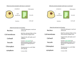 Cells are made up of different parts. Comparing Plant And Animal Cells Lesson Teaching Resources