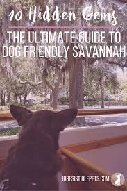 ultimate guide to dog friendly savannah