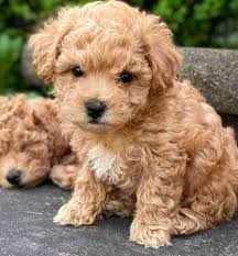 maltipoo poodle mix with maltese