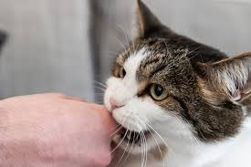 reasons why cats bite and how to stop it