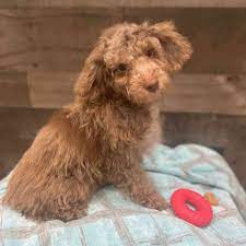 toy poodle puppy new haven
