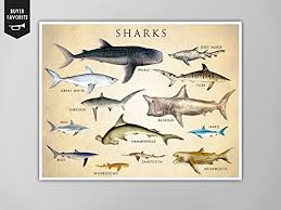 Amazon Com Shark Chart Poster Horizontal Shark Chart Art
