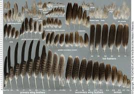 Bald Eagle Feather Chart Bald Eagle Feather Eagle Feather