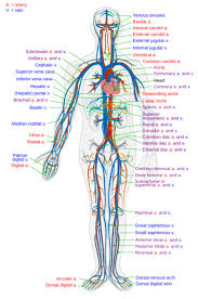 components of the circulatory system