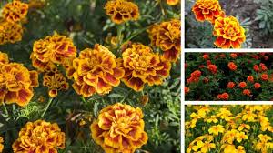 4 Types Of Marigolds Plus How To Grow