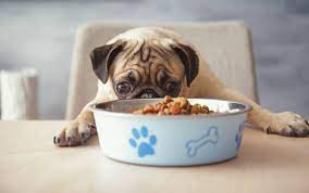 sensitive stomach dog food