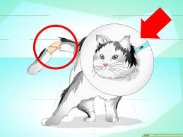 The cats have many bones and nerves etc. How To Treat A Cat S Broken Tail 9 Steps With Pictures