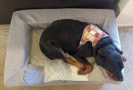 7 best washable dog beds keep your dog