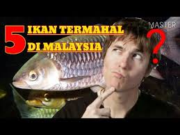 Ikan air tawar jenis konsumsi ini memang belum terlalu terkenal di indonesia. 5 Jenis Ikan Air Tawar Termahal Di Malaysia Youtube