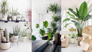 Questa pianta da appartamento cresce facilmente fino a due metri di altezza, riempiendo di verde la stanza. Piante Da Interno Sempreverdi E Resistenti Ecco Le Piu Belle E Facili Da Coltivare
