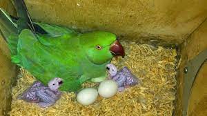 indian green parrot breeding and caring